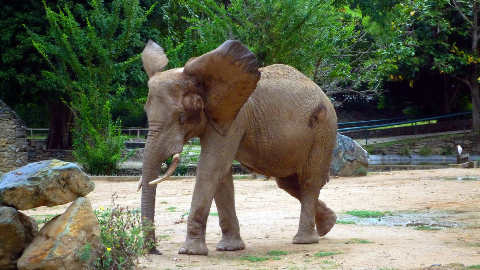 Caracas Zoologico 110